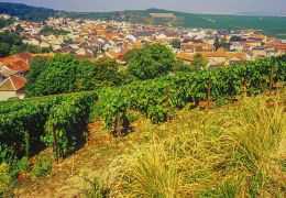 Cambio climático en Champagne: Cómo los viticultores adaptan las variedades de uva