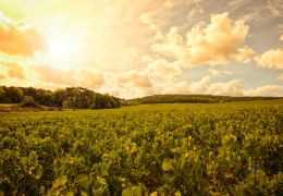 Guía de las subregiones de Champaña: de la Côte des Blancs al Valle de la Marne